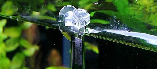 The importance of temperature in a planted aquarium tank