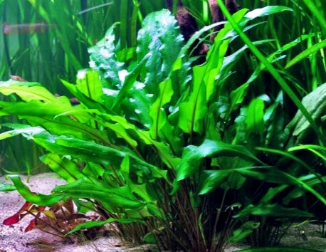Top 5 loại cây thủy sinh dễ trồng trong bể cá