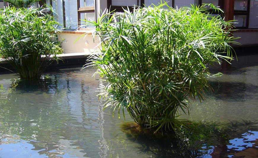 Cây Thủy Trúc – cách trồng và chăm sóc