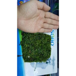 12cm vuông Rêu Pelia lá cạn cho ae chơi bán cạn và thủy sinh
