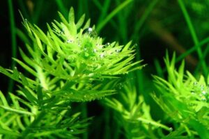 Mô tả các đặc điểm nổi bật – Cách trồng và chăm sóc cây Thủy Cúc thủy sinh