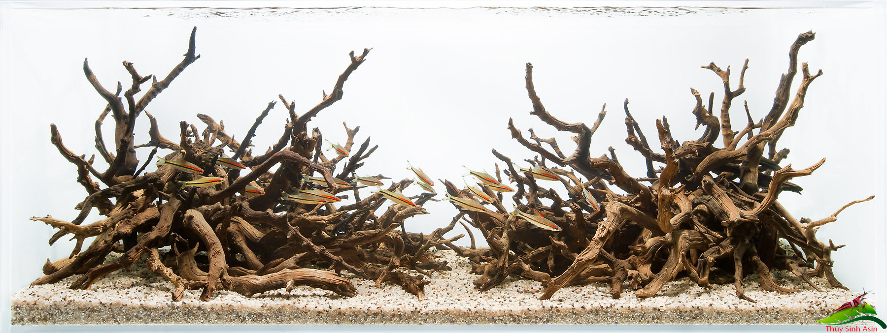 Cách ghép gỗ lũa thành Bonsai nhân tạo cho hồ thủy sinh