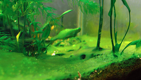 Cách hạn chế tảo gây hại trong hồ thủy sinh