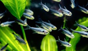 Cách nuôi dưỡng và chăm sóc cá Neon