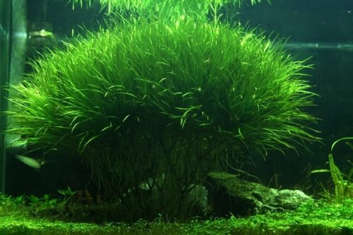 Chia sẻ hơn 74 về cây cỏ nhật thủy sinh mới nhất