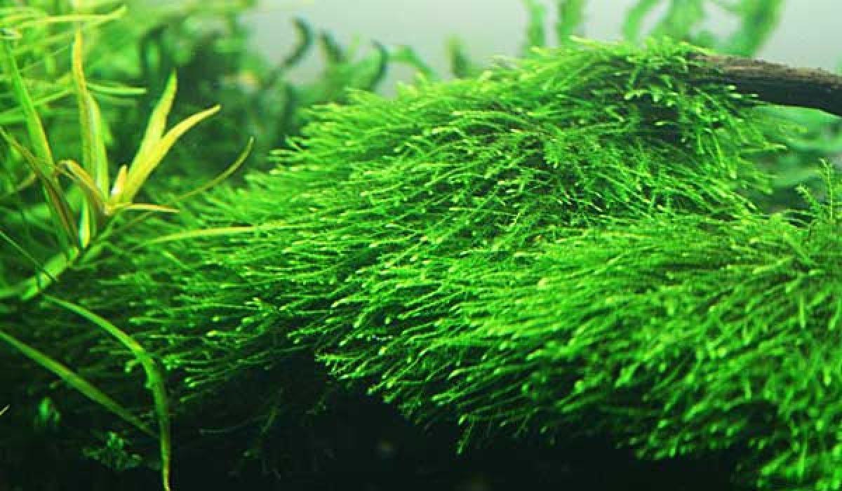 Khám phá 5 loại rêu thủy sinh dễ trồng, dễ phát triển nhất