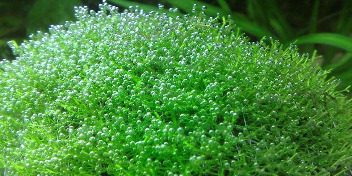 Khám phá 5 loại rêu thủy sinh dễ trồng, dễ phát triển nhất
