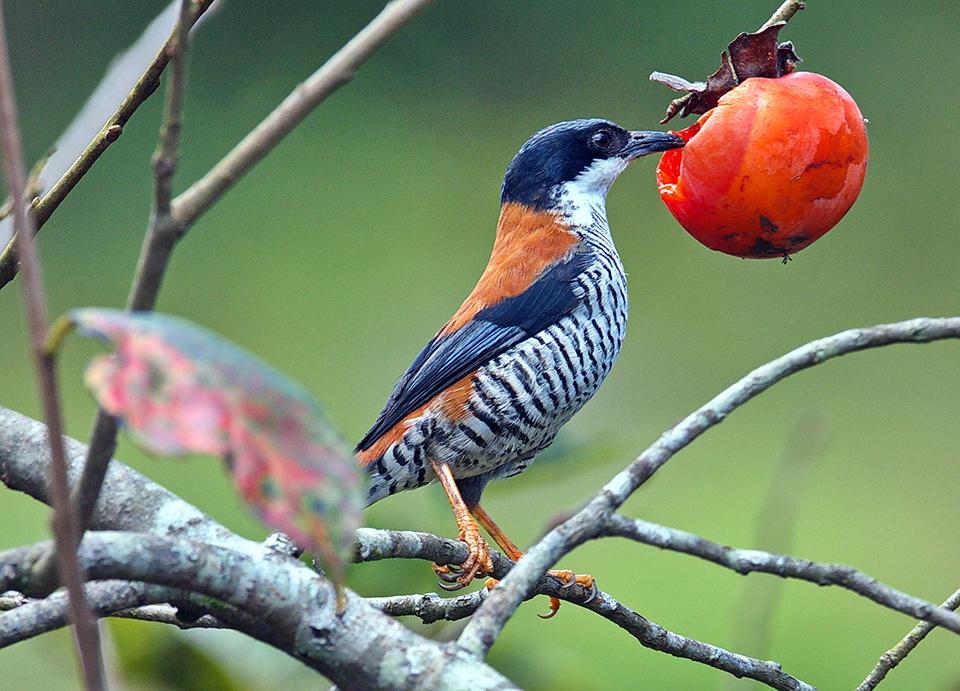 Các loại thức ăn cho chim cảnh và những lưu ý