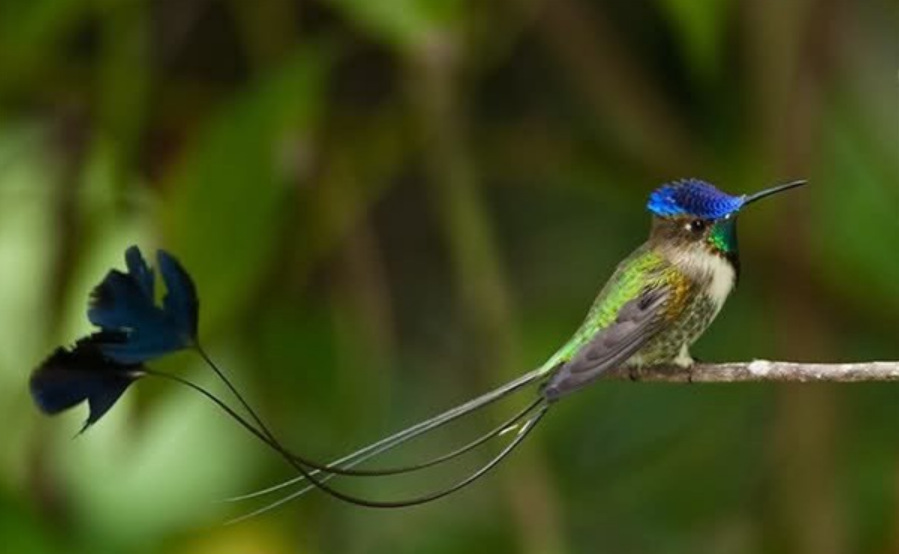 Top 5 loài chim có đuôi dài nhất tại Việt Nam
