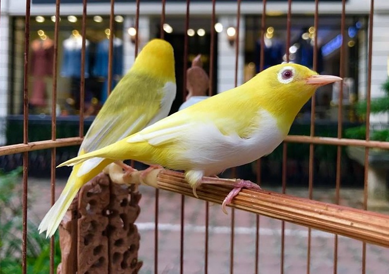 Kinh nghiệm chọn mua chim Vành Khuyên khỏe mạnh | Pet Mart