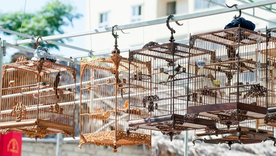 Những lưu ý khi nuôi chim cảnh trong nhà