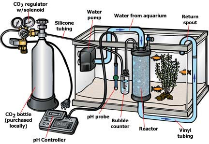 Khám phá hệ thống CO2 trong thủy sinh: Lợi ích, cách thiết lập và hạn chế