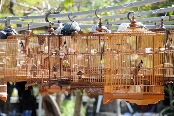 Nhà chật hẹp nên nuôi Chim cảnh loại nào? | Pet Mart