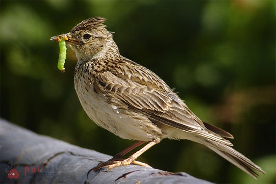 Các loại thức ăn cho chim cảnh và những lưu ý