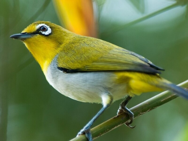 Top 7 popular ornamental birds in Vietnam