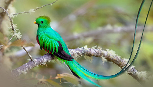 Top những loài chim có màu sắc bắt mắt nhất
