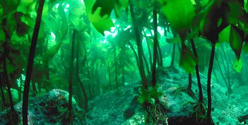 Bảo vệ sức khỏe cho hồ thủy sinh với tảo kháng khuẩn và kháng virus
