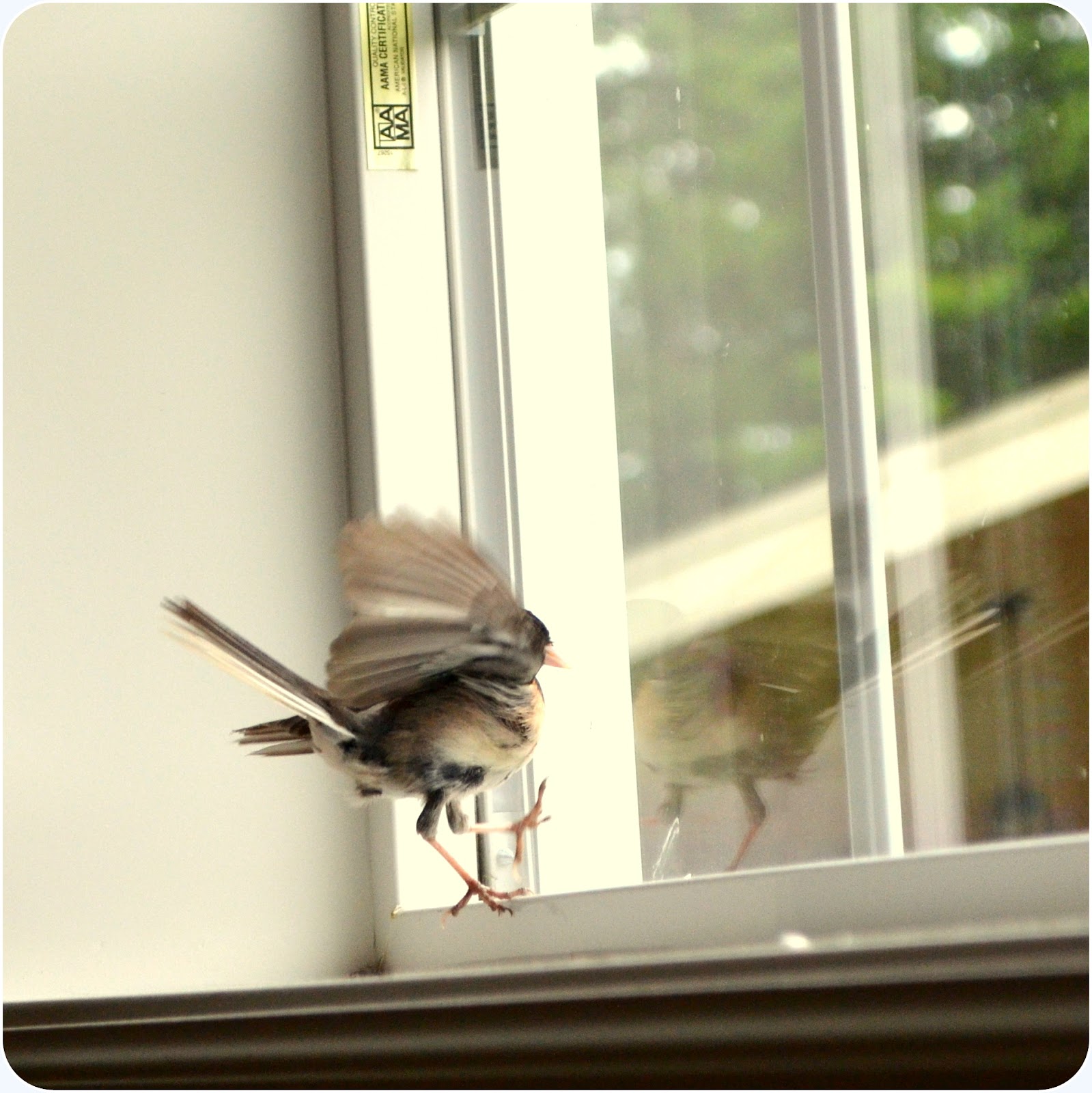 Chim bay vào nhà làm tổ nên đuổi hay không?
