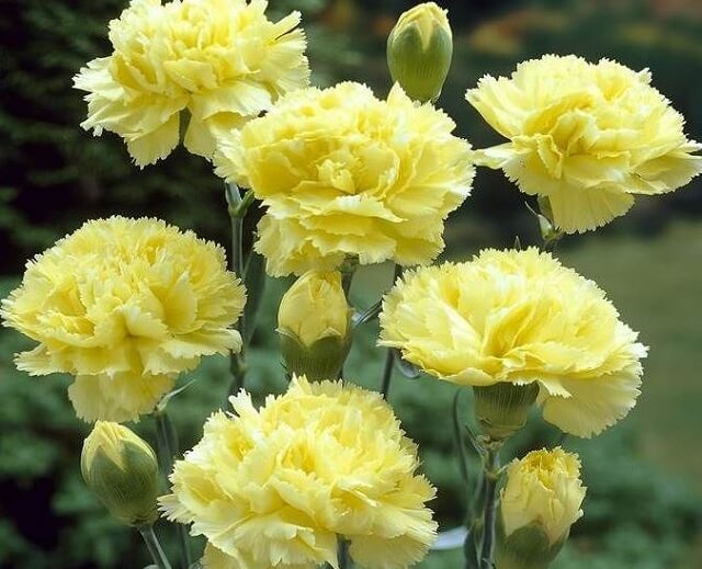 Top những loài hoa đẹp có màu vàng