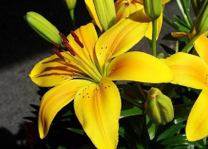 Top những loài hoa đẹp có màu vàng