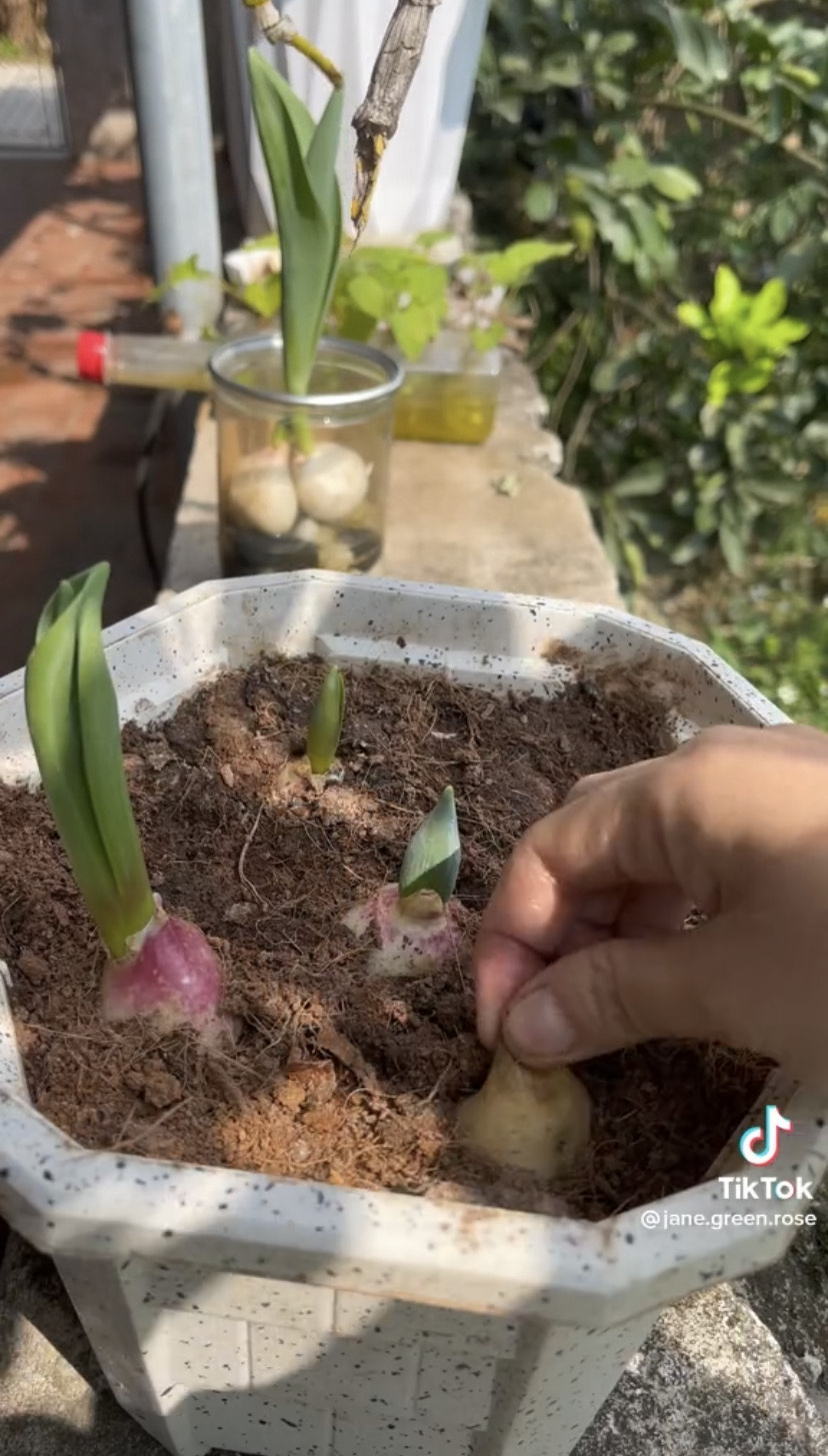 Kỹ thuật trồng và chăm sóc hoa Tulip thành công