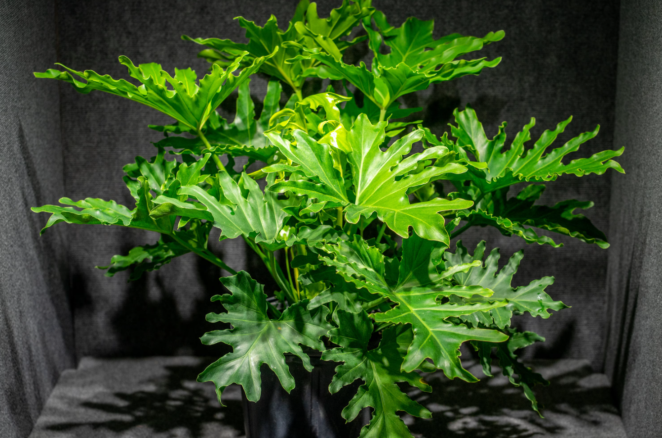 Những bí mật thú vị về Cây trầu bà tay Phật – Philodendron Selloum