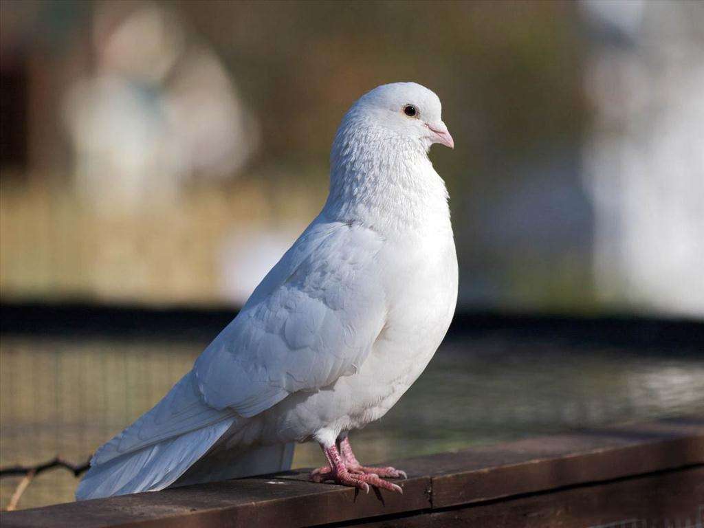 Vì sao lại gọi chim Bồ Câu là Sứ Giả của Hòa Bình?