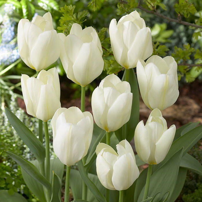 Hoa Tulip – loài hoa đa sắc màu