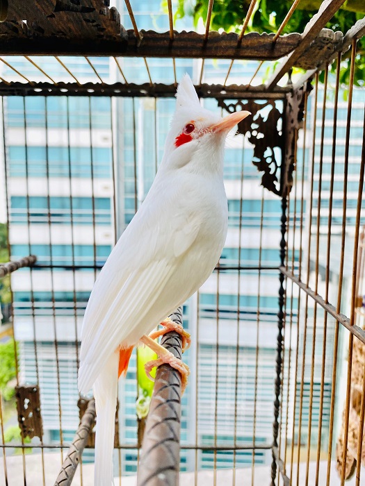 Bài 2. Thuần chim chào mào bổi – Chim Cảnh Việt
