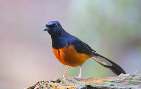 Top 5 loài chim quý tại Việt Nam