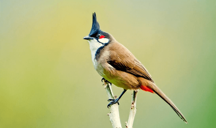 Learn about crested birds