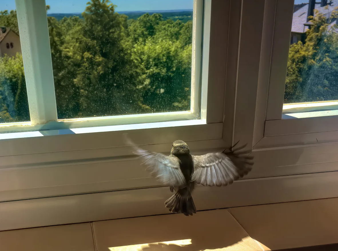 Chim bay vào nhà làm tổ nên đuổi hay không?