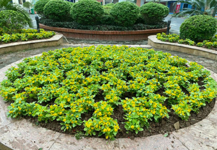 Top những loài hoa thường được trồng để trang trí khuôn viên trường học