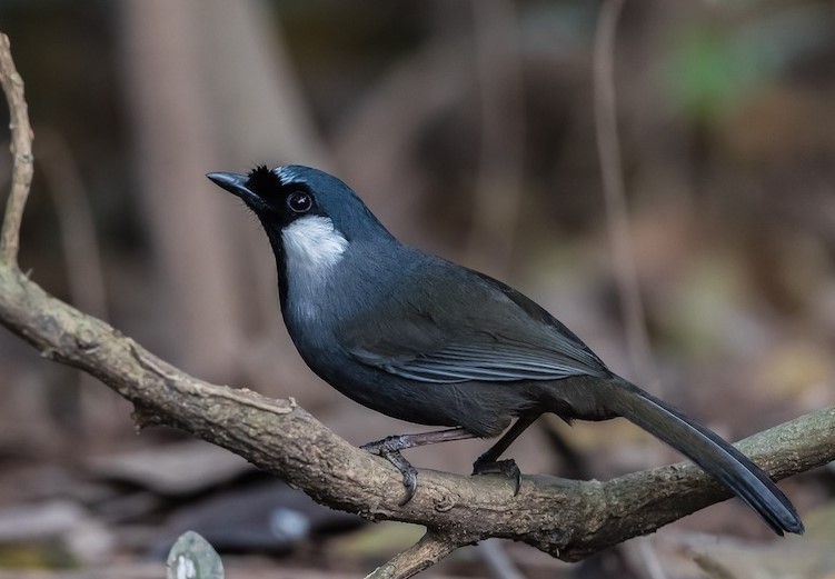 Top 5 loài chim quý tại Việt Nam