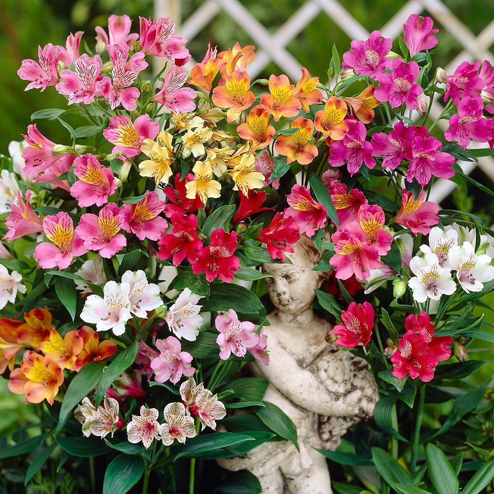 Bạn có biết loài hoa Alstroemeria – hoa Thủy Tiên không?