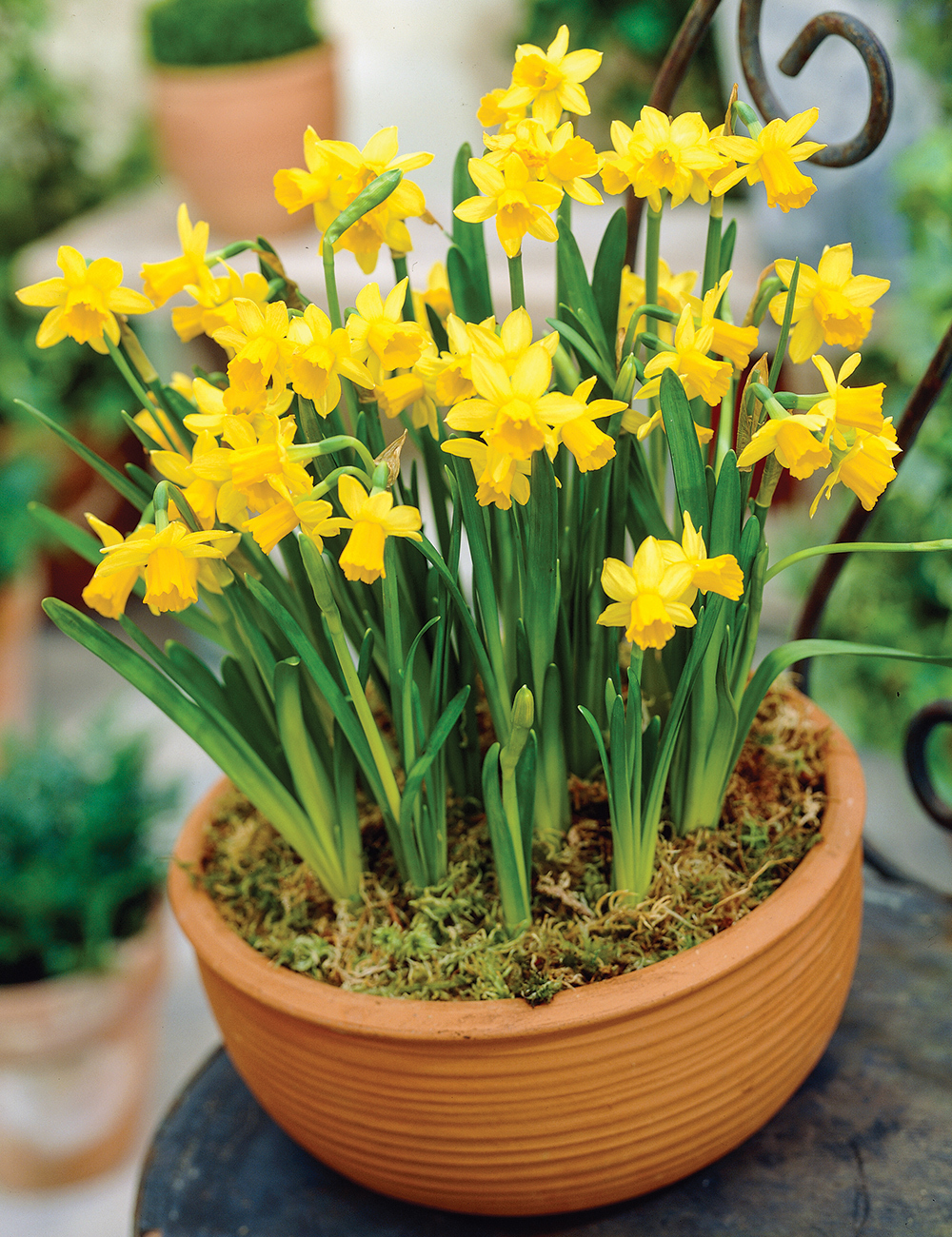 Ý nghĩa của Thủy tiên hoa vàng – Daffodil