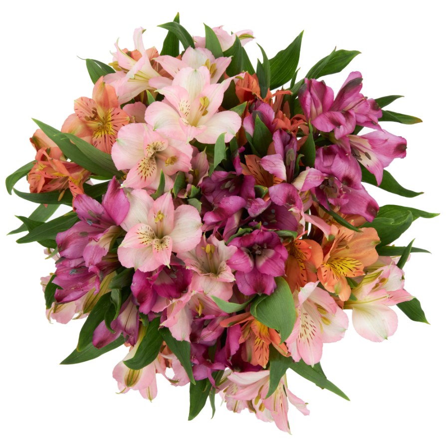 Bạn có biết loài hoa Alstroemeria – hoa Thủy Tiên không?